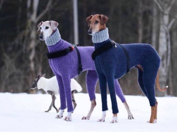 awesome random pics and photos - dogs wearing turtlenecks