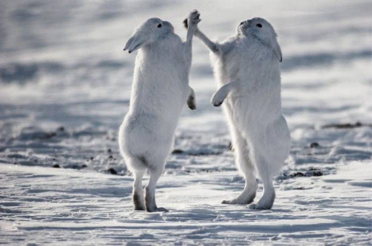 random pics - arctic hares