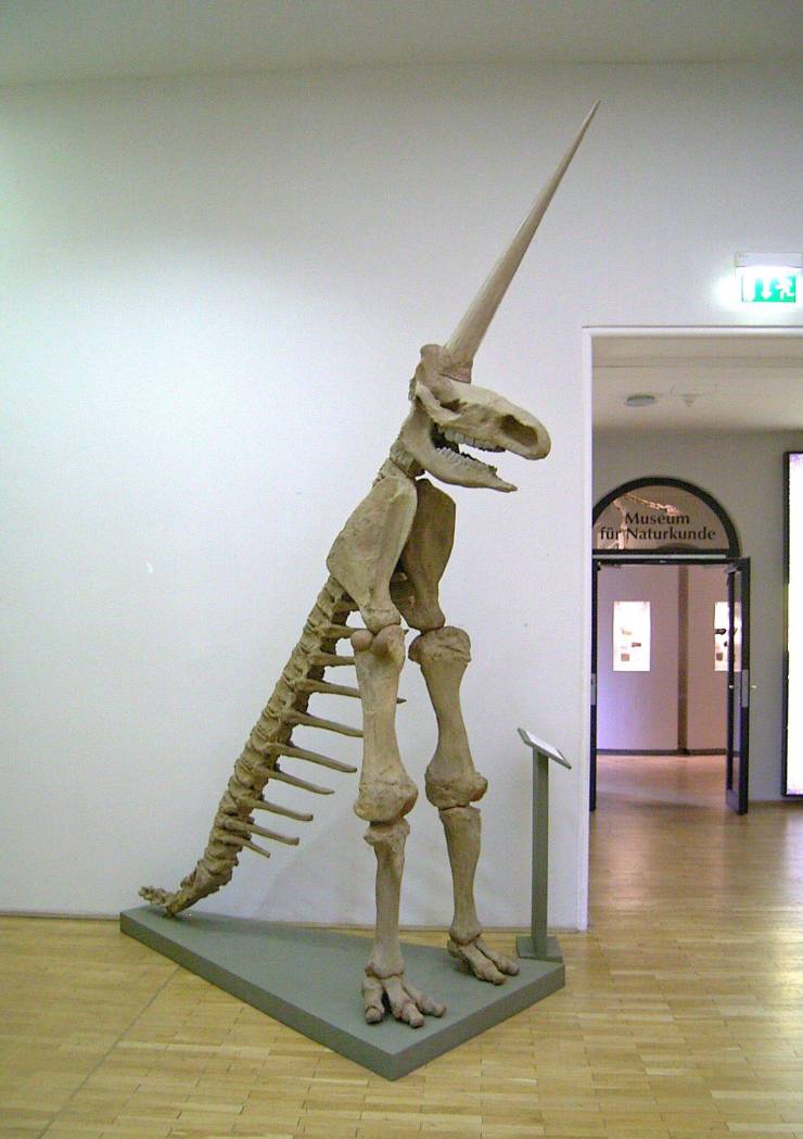 random pics - british unicorn fossil