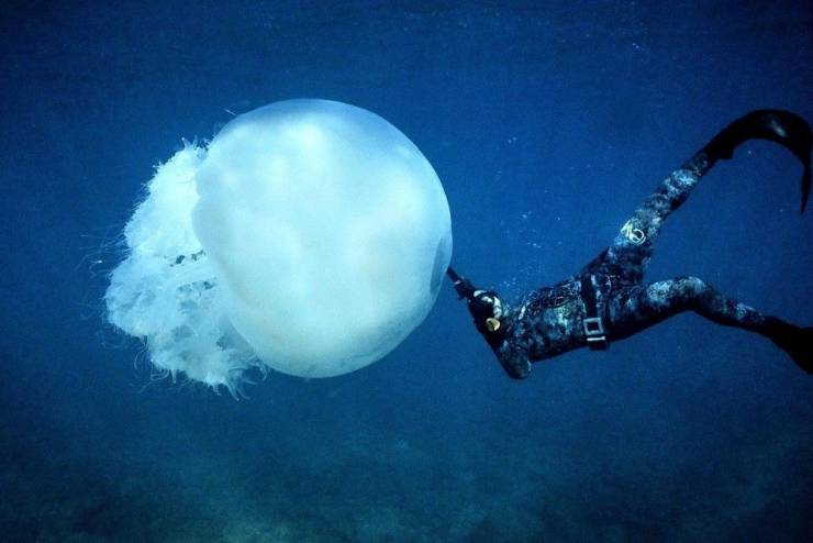random photos - jellyfish in lebanon