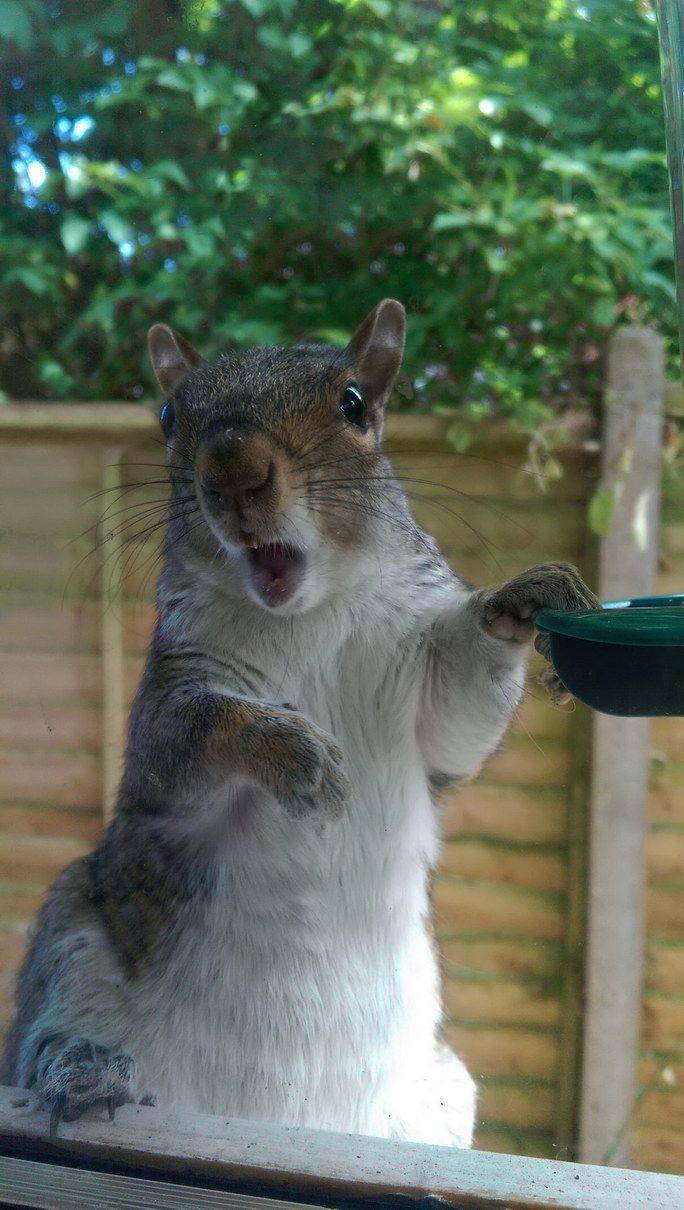 random photos - squirrel caught eating