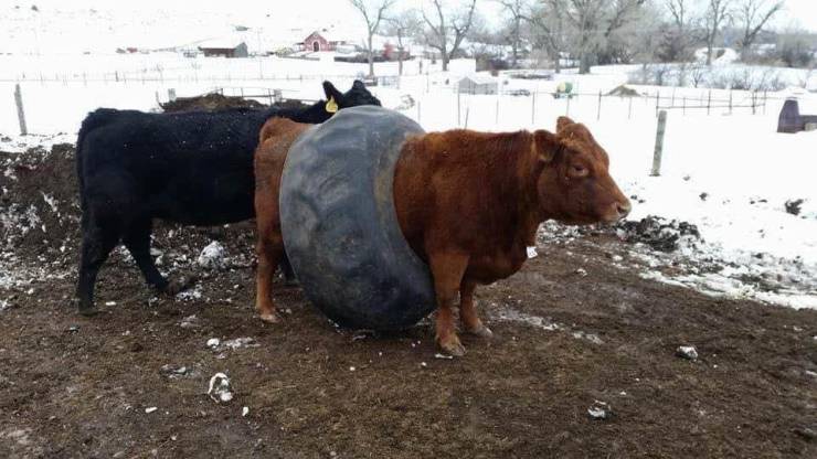 funny pics and random photos - stuck cows