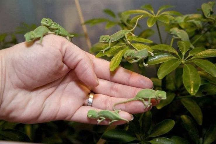 funny pics and random photos - baby chameleon