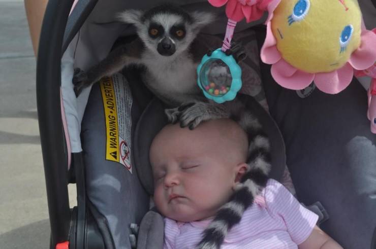 ma am there's a lemur on your baby - A Warning Adverten