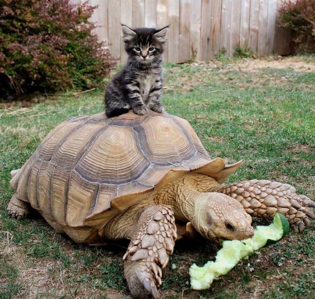 tortoise