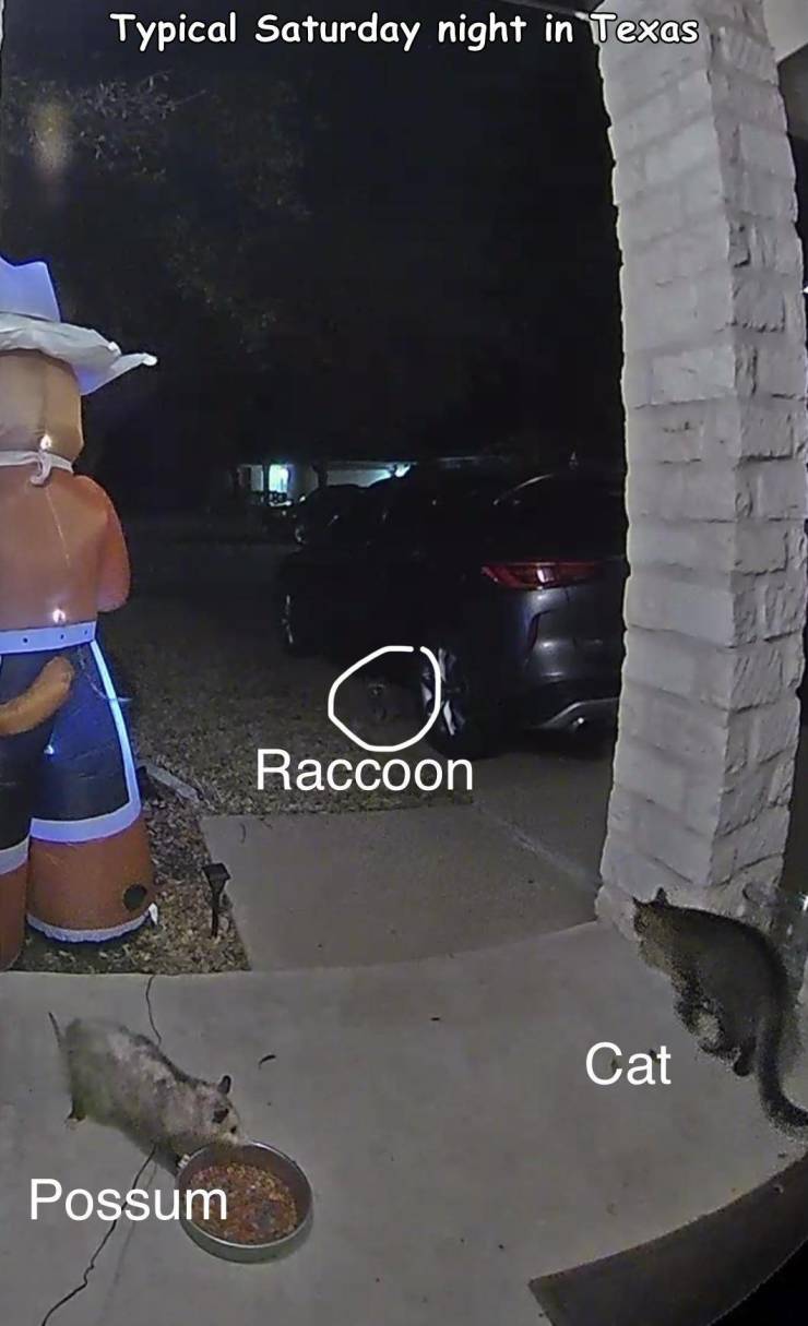 car - Typical Saturday night in Texas Raccoon Cat Possum