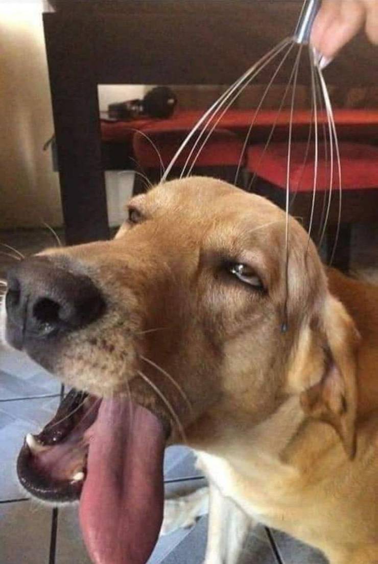 ahegao dog