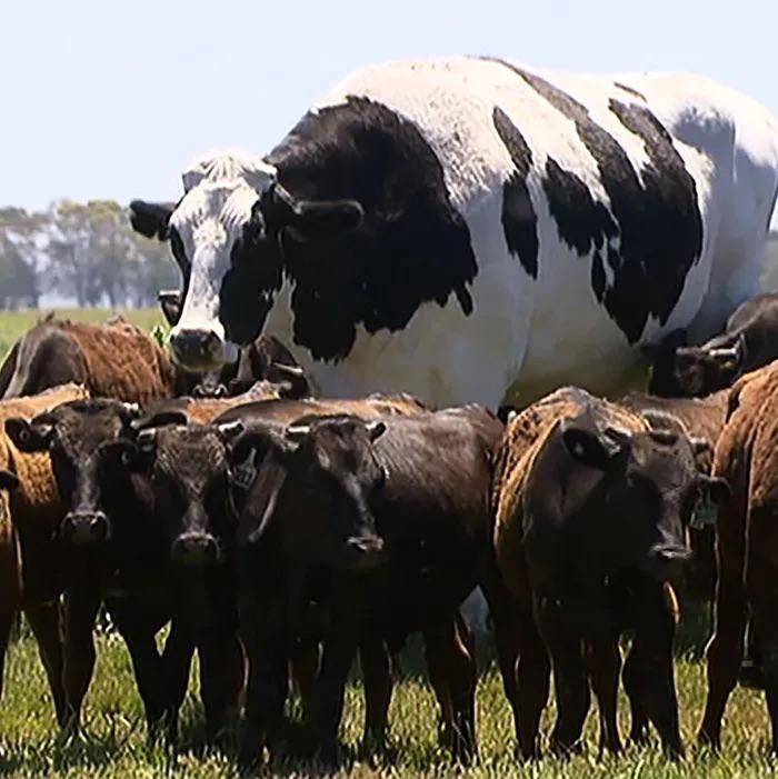 random pics and photos - massive cow