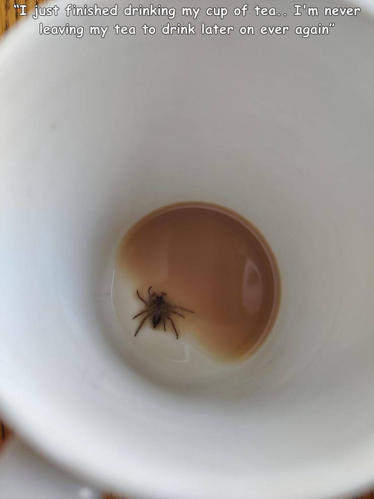 fun randoms - pest - "I just finished drinking my cup of tea.. I'm never leaving my tea to drink later on ever again"