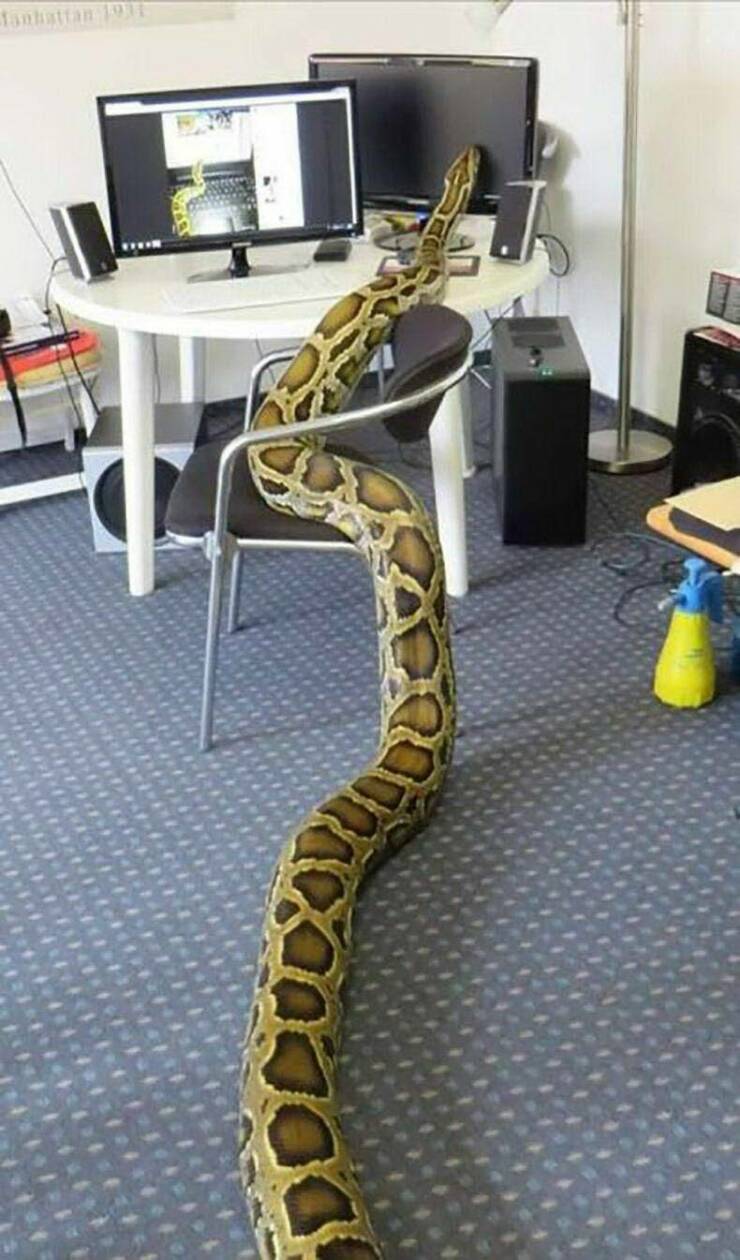 cool fun photo - snake