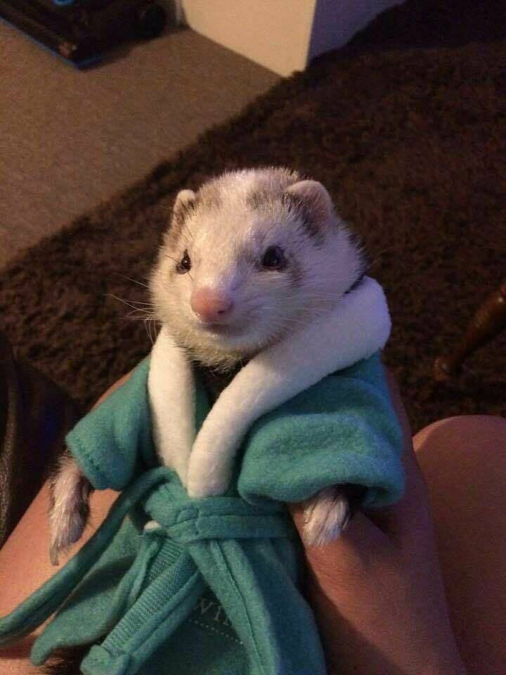 cool fun photo - ferret in a bathrobe - vi