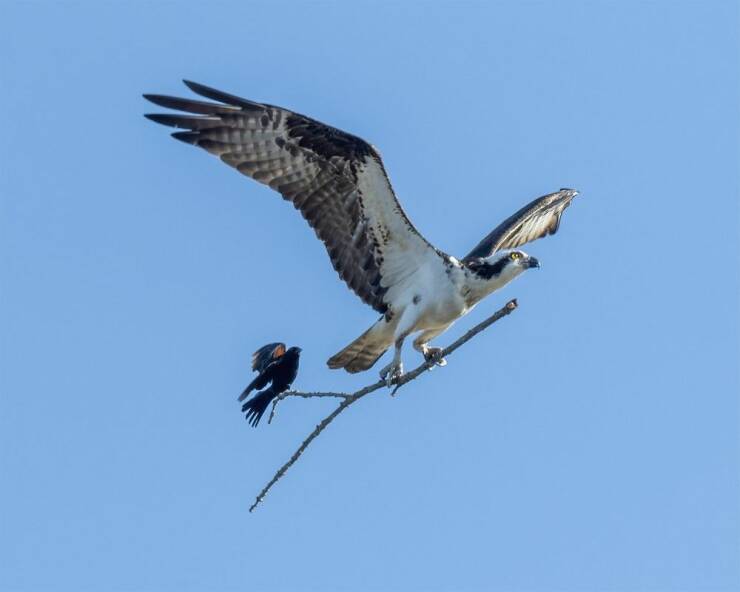 cool random pics - osprey bird