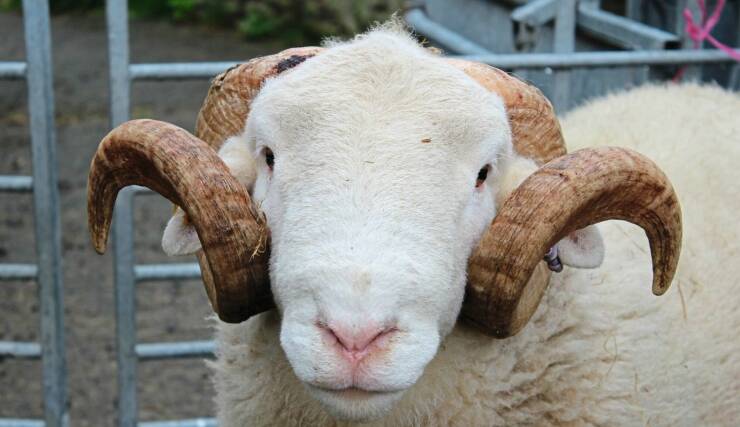 cool random pics - sheep