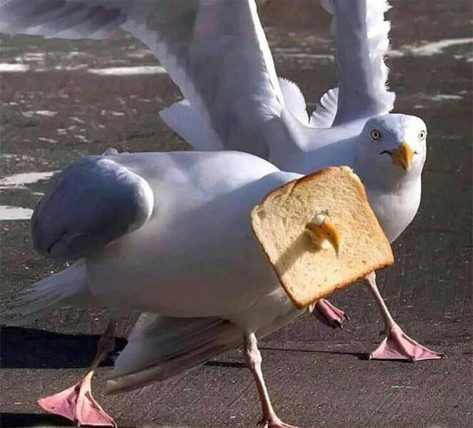 fun randoms - seagull in bread