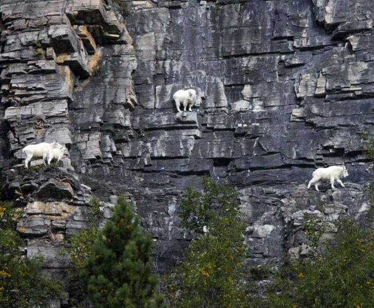 fun randoms - mountain goats on cliffs