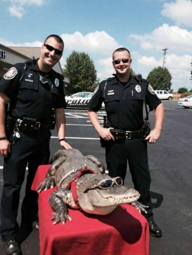 fun randoms - police alligator - Th