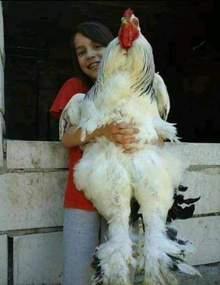 fun randoms - largest chicken breed