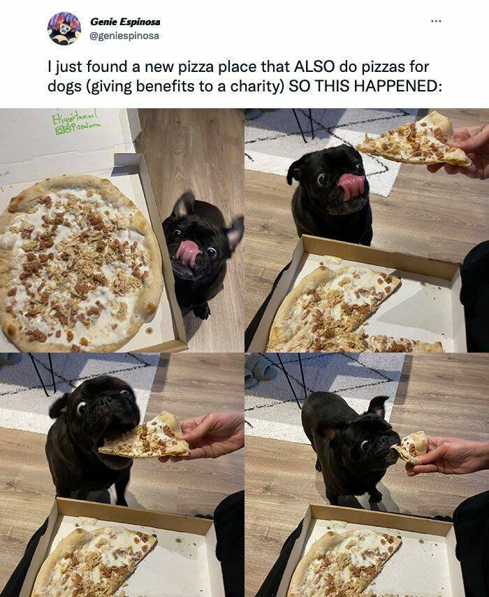 fun randoms - dog - ... Genie Espinosa I just found a new pizza place that Also do pizzas for dogs giving benefits to a charity So This Happened Higutanud! blo Pizalona