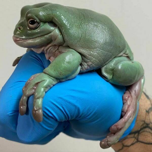 fun randoms - funny photos - fat tree frog
