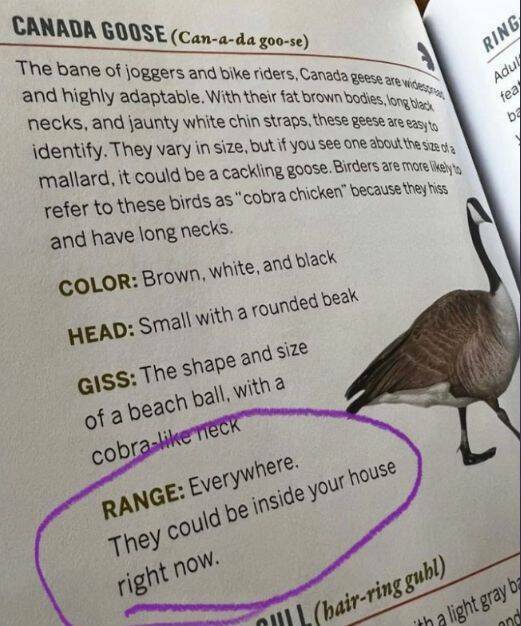 fun randoms - funny photos - writing - Canada Goose Canada goose The bane of joggers and bike riders, Canada geese are the Ring Adul fea be and highly adaptable. With their fat brown bodies, long black necks, and jaunty white chin straps, these geese are 