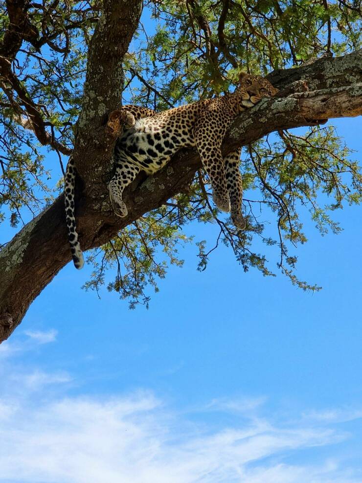 cool pics - leopard