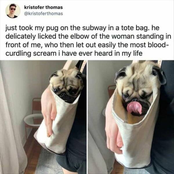 fun randoms - pug in totebag subway - kristofer thomas just took my pug on the subway in a tote bag. he delicately licked the elbow of the woman standing in front of me, who then let out easily the most blood curdling scream i have ever heard in my life