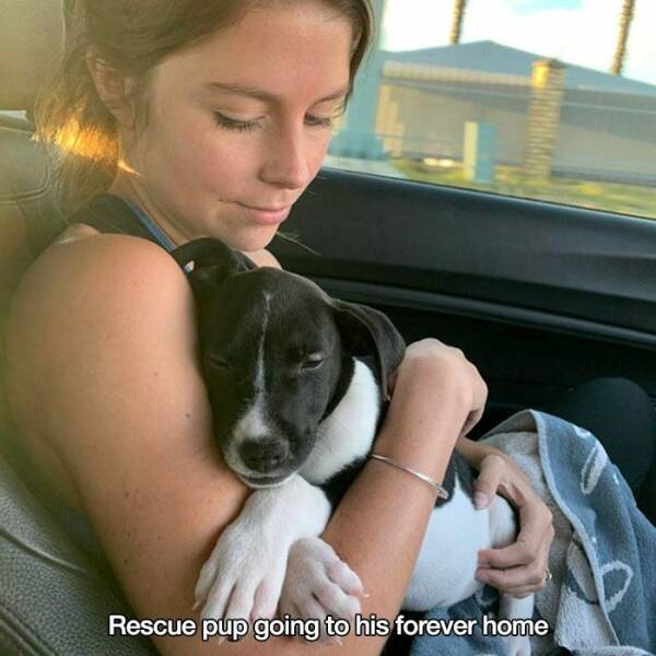 fun randoms - dog - Rescue pup going to his forever home