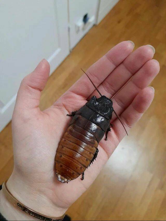 funny photos - fun randoms - cockroach