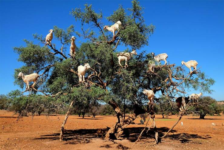 fun randoms - funny photos - goat tree morocco