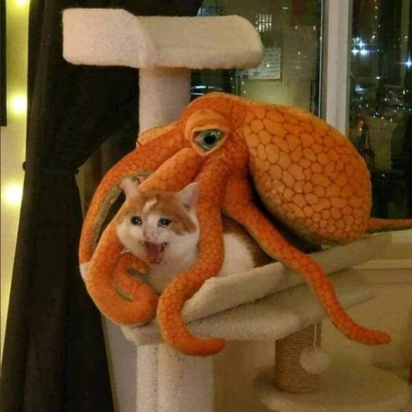 fun randoms - funny photos - cat girl encounters tentacle monster