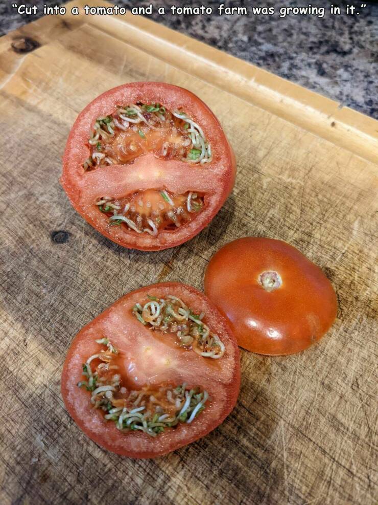 fun randoms - funny photos - tomato - "Cut into a tomato and a tomato farm was growing in it.