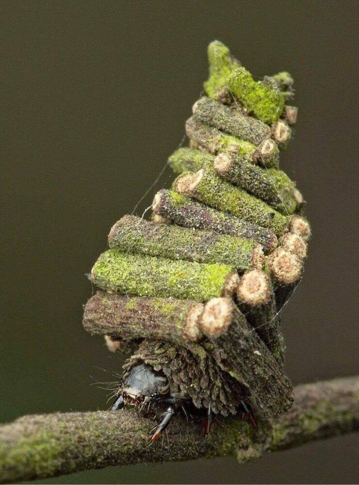 fun randoms - funny photos - bagworm moth caterpillar