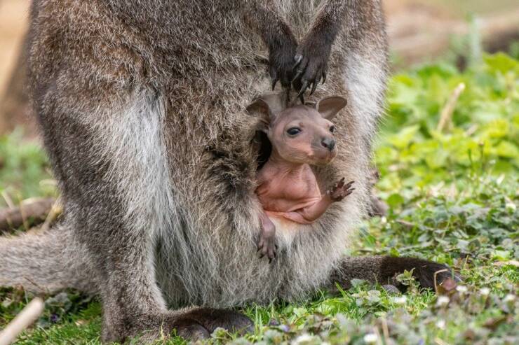 fascinating photos - Wallaby