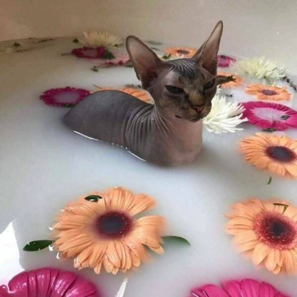 fascinating photos - cat in flower bath