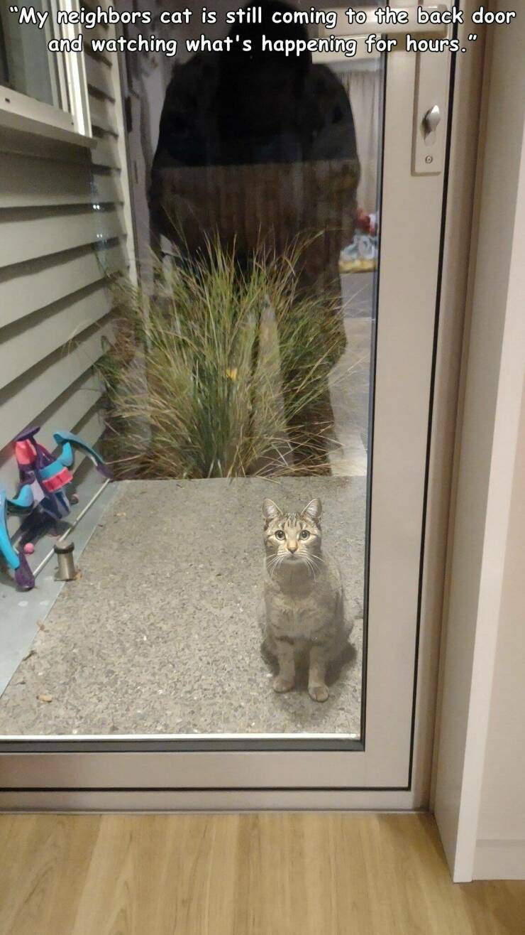 fascinating photos - cat - "My neighbors cat is still coming to the back door and watching what's happening for hours."