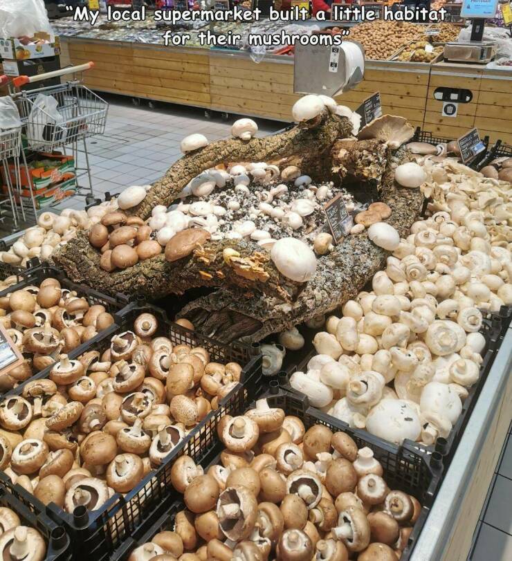 random pics - produce - My local supermarket built a little habitat for their mushrooms" 4.
