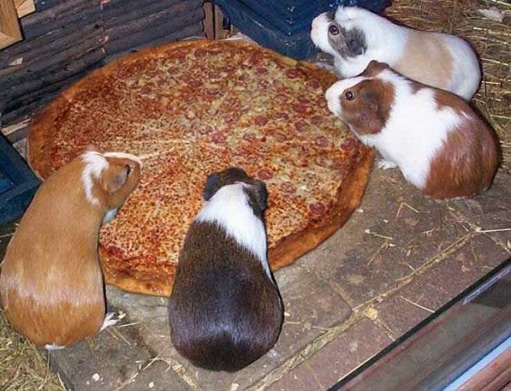 monday morning randomness - guinea pigs eating pizza