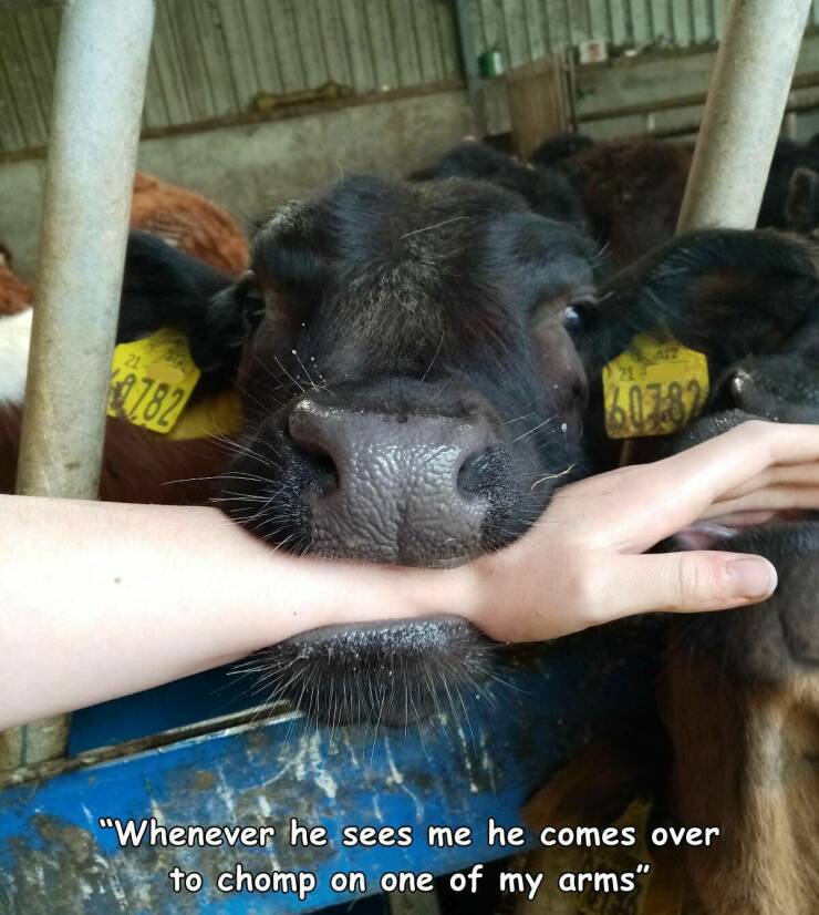 monday morning randomness - cattle - 21 21 0782 60782 "Whenever he sees me he comes over to chomp on one of my arms"