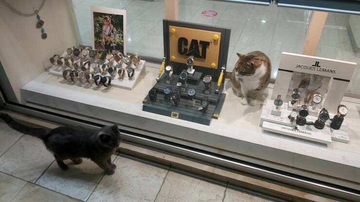 awesome random pics - museum - Cat Jl Jacques Lemans Temas