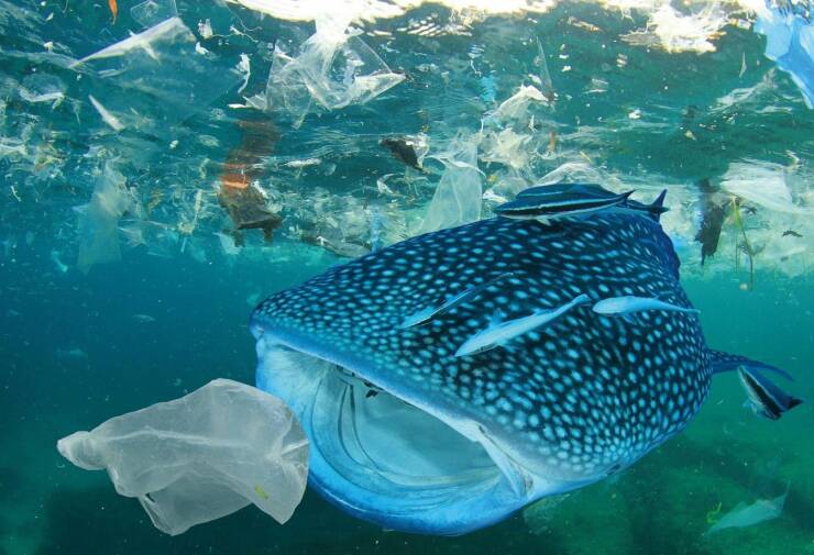 awesome random pics - fish in plastic