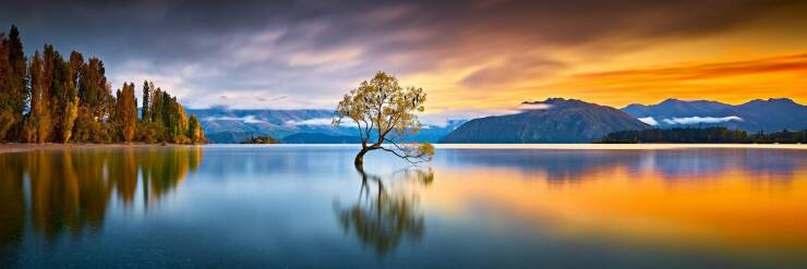 awesome random pics - wanaka tree