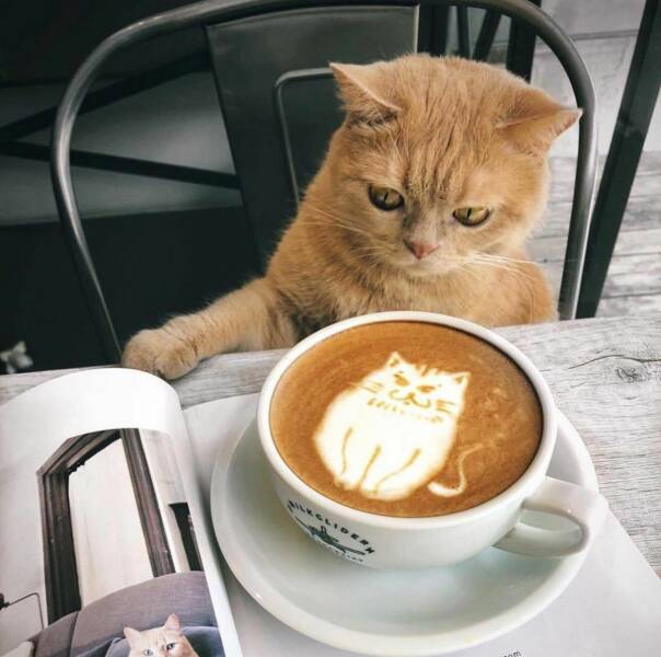 awesome random pics - good morning cat coffee