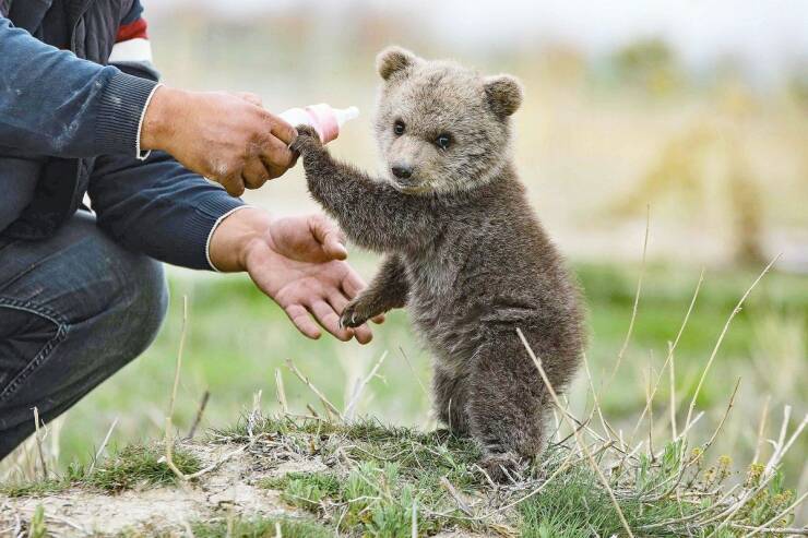 awesome random pics - baby bear