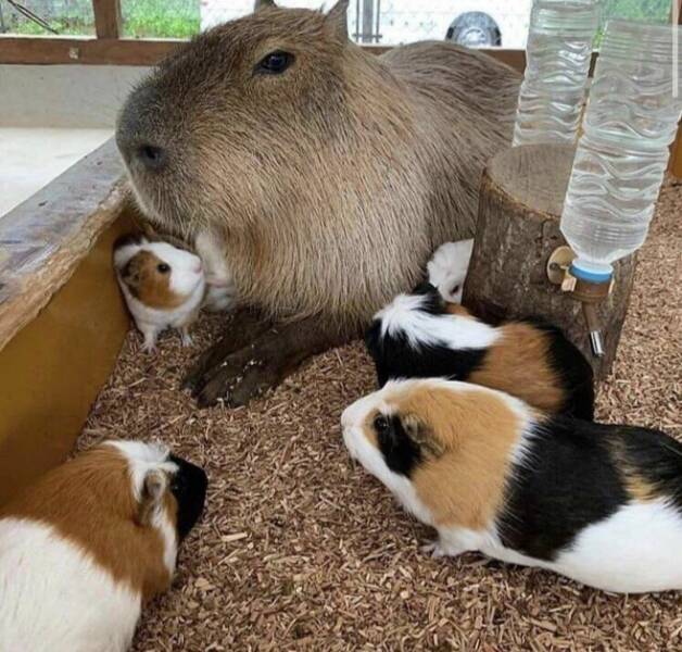 awesome random pics - capybara guinea pig