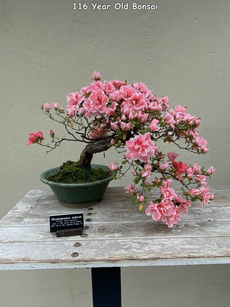 awesome random pics - flowerpot - 116 Year Old Bonsai Rhododendron indicum cascade Ctm Style S2000 Dec 3d Price