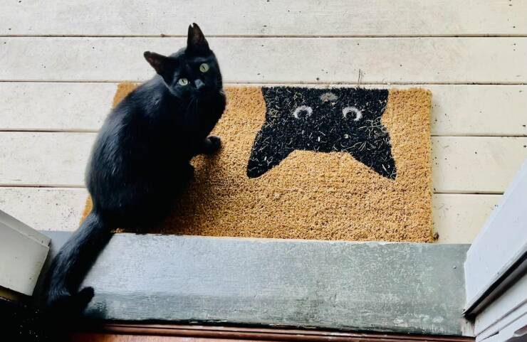 fun randoms - funny photos - black cat