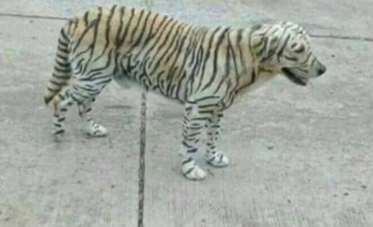 fun randoms - funny photos - bengal tiger meme
