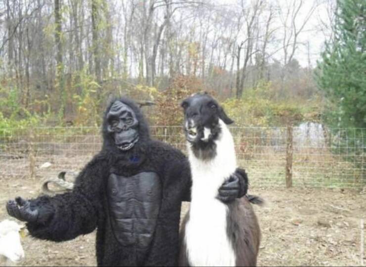 fun randoms - funny photos - gorilla sheep