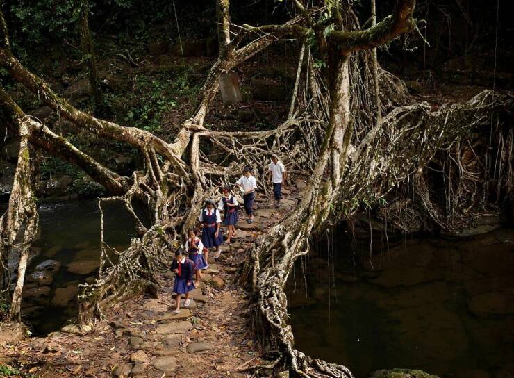 india bridge tree roots