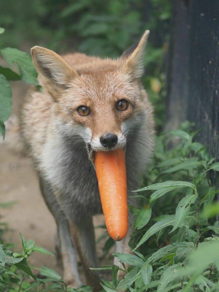 cool random pics - fox eating carrot